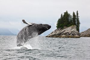 A big, gray whale soars over the water, leaping, with a vast sky and ocean behind it.