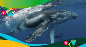 Whale swimming in the ocean