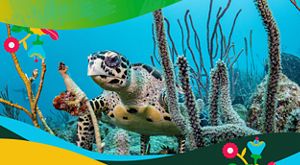 A large sea turtle swims underwater among a reef.