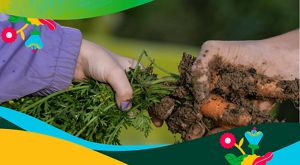 Two hands hold on to different parts of a carrot.