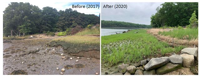 Left: heavily eroded shoreline with worn-away marsh areas in 2017; right: same marsh area with green grasses along shore in 2020.