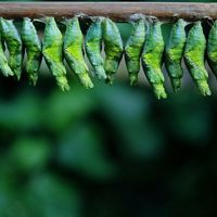 bright green cocoons hanging in a line from a branch