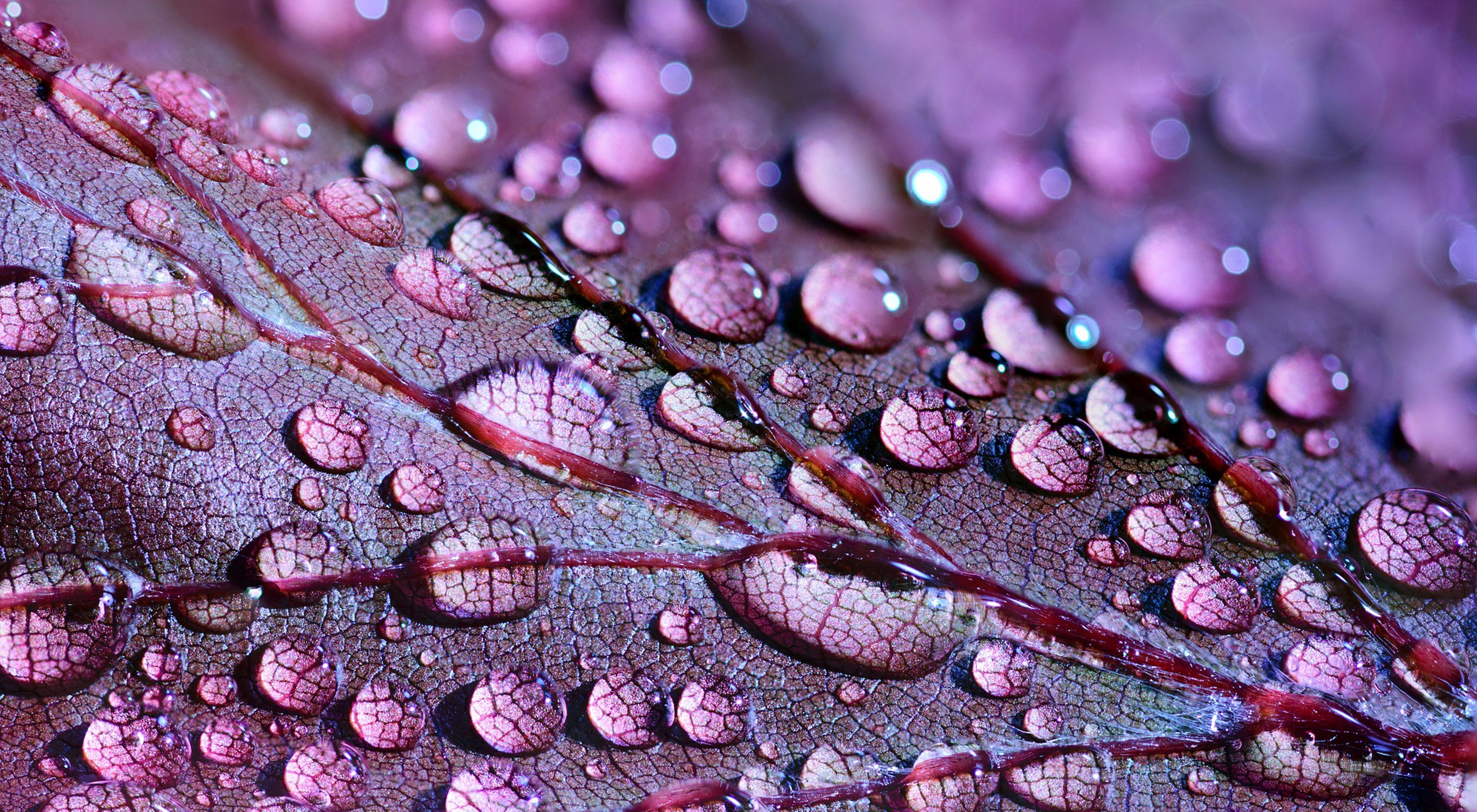 close up of dewdrops on purple leaf 