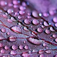 dewdrops on a purple leaf