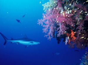 underwater shot of a reef with gray reef shark