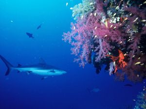 underwater shot of a reef with gray reef shark