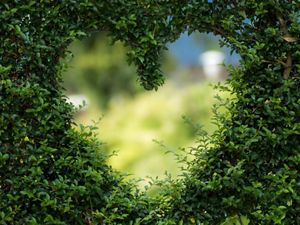 heart cut into a hedgerow