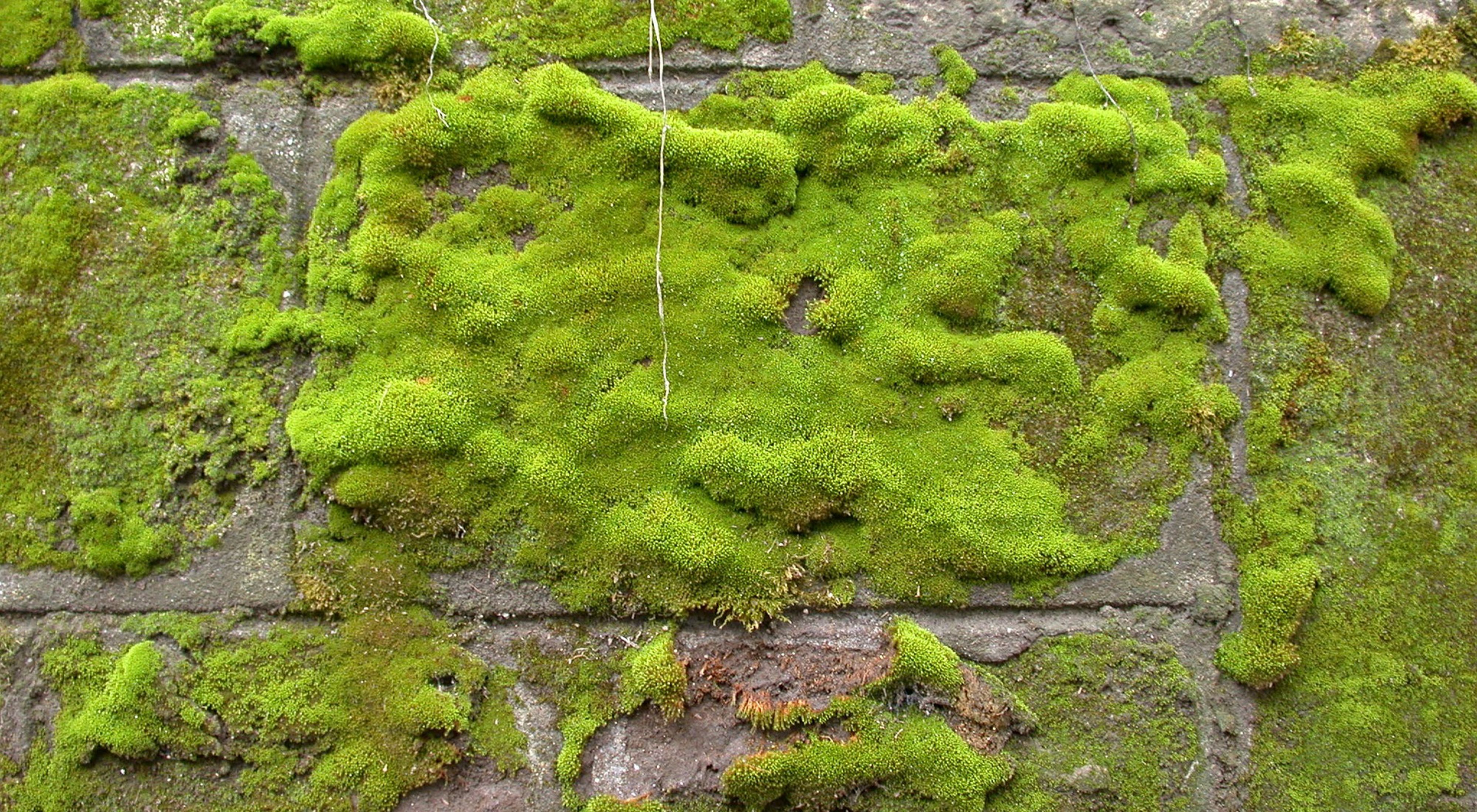 bright green moss on grey bricks 