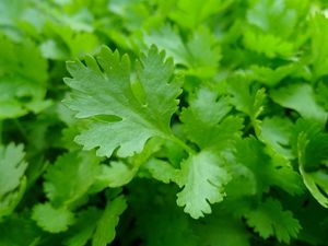 Closeup of Parsley leaves