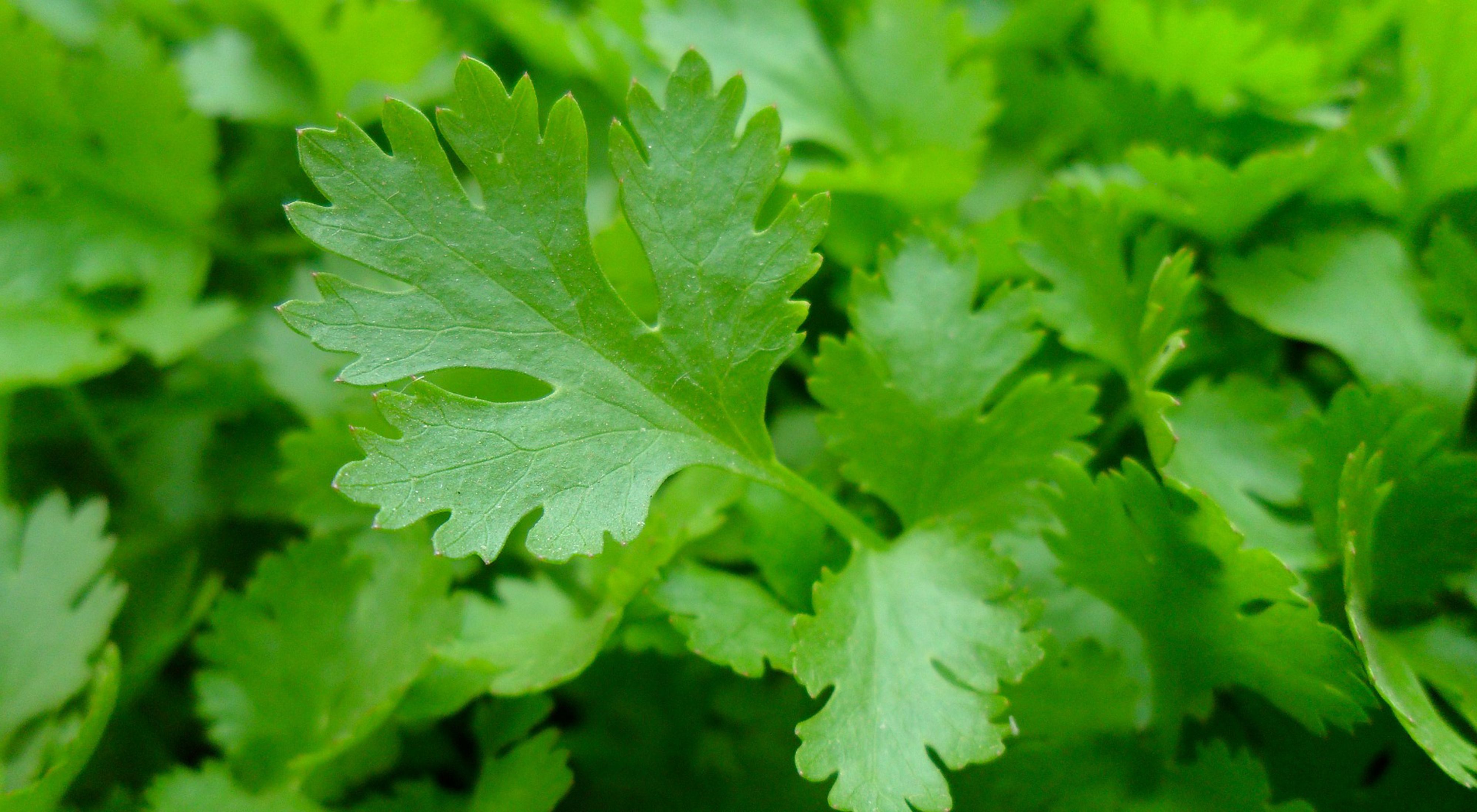 closeup image of parsley leaves
