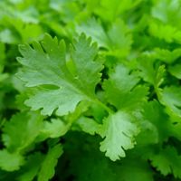 close up of bunch of parsley