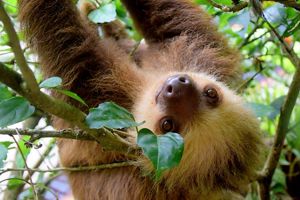 Sloth hanging upside down on tree branch, face close up