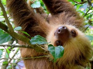 Sloth hanging upside down on tree branch, face close up