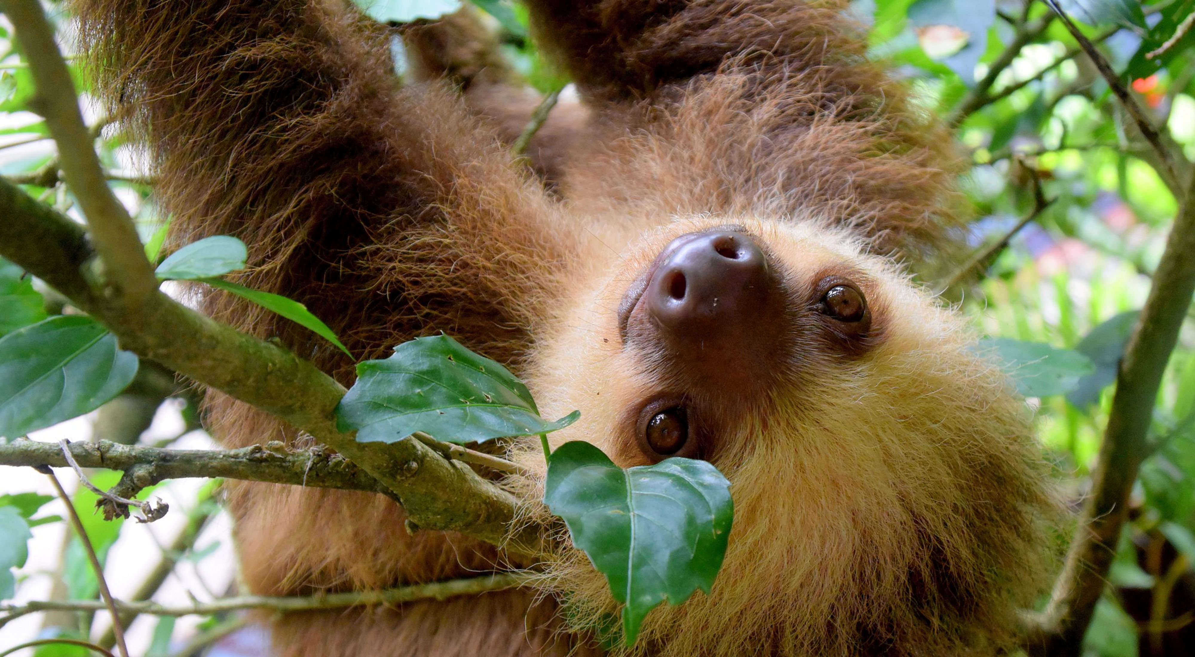 A sloth hangs upside down from a tree branch.