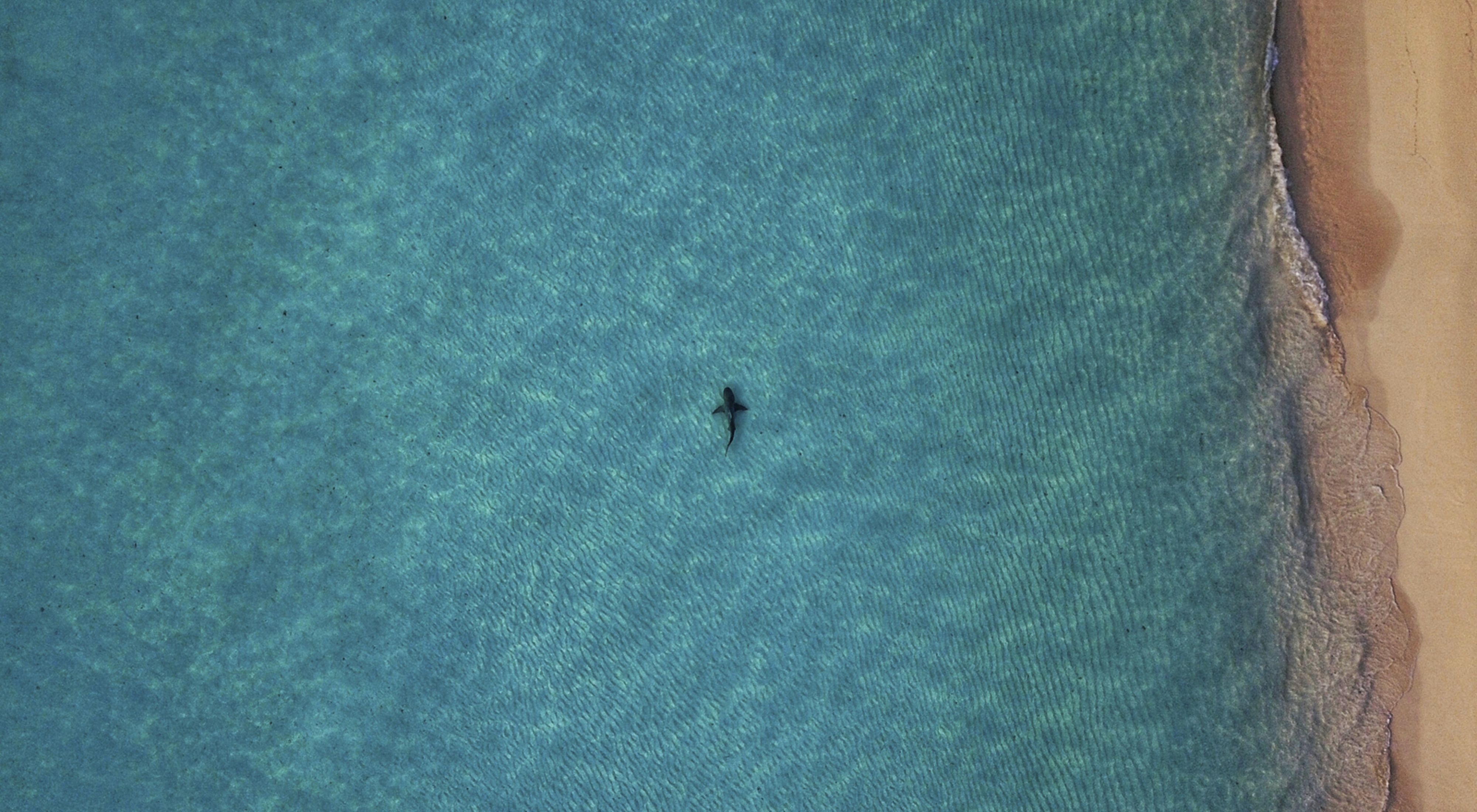 Bull shark swimming in the shallows of the Bahamas.