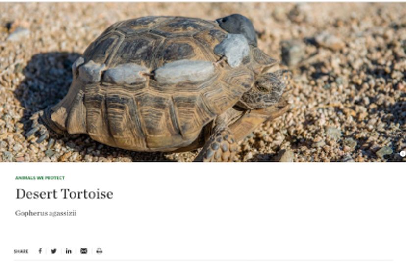 Screenshot of desert tortoise page before it was updated (May 2021).