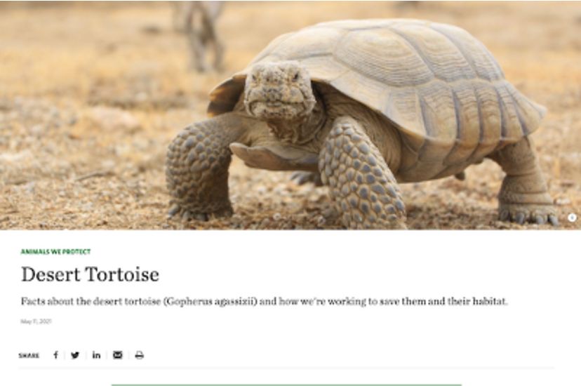 Screenshot of desert tortoise page after it was updated (May 2021).