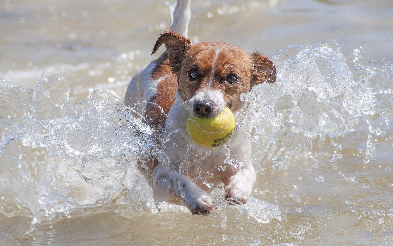 A Jack Russell Terrier bounds out of the water with a tennis ball in its mouth.