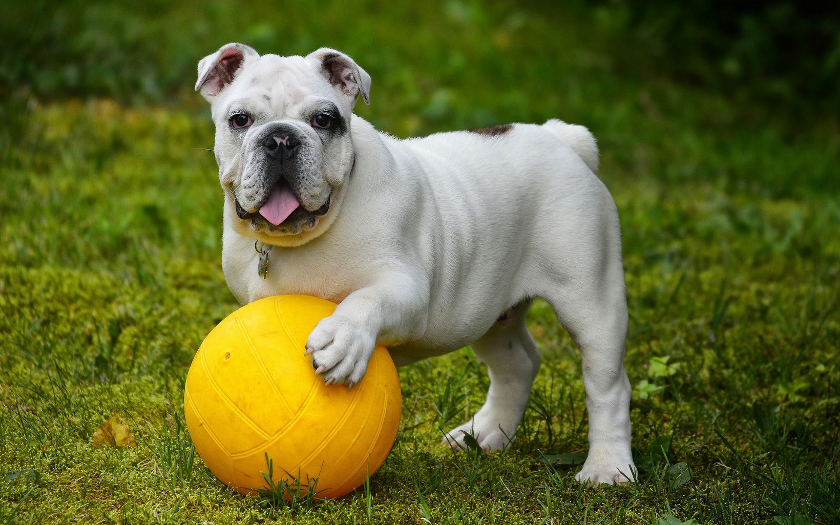 A bulldog stands on the grass with a paw on a yellow volleyball.