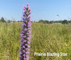 A purple cone shaped plant covered in fuzzy, purrple flowers in a field of bright green grass.