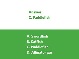 A brown fish with a long, flat snout and a shark-like tail.