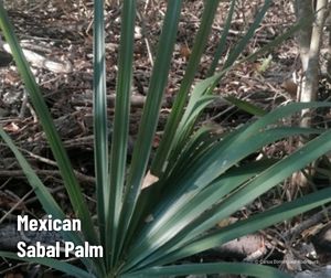 A plant with long green fronds sits close to the ground.