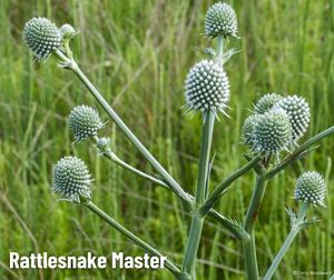 A plant with long green stems and white, round flowers in a field of green grass.