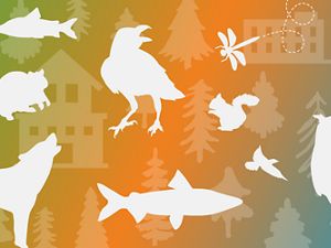Outlines of different species of wildlife over a colorful background. 