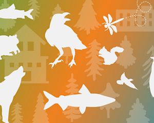 Outlines of different species of wildlife over a colorful background.