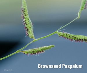A long, green plant stem with three small leaves covered in pod-like clusters and purple flowers.