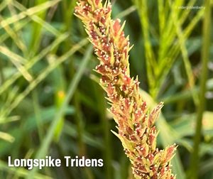 A spike like plant covered in brown and purple clusters of flowers.