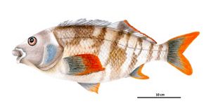 Ilustración de Bilagay de la guía.