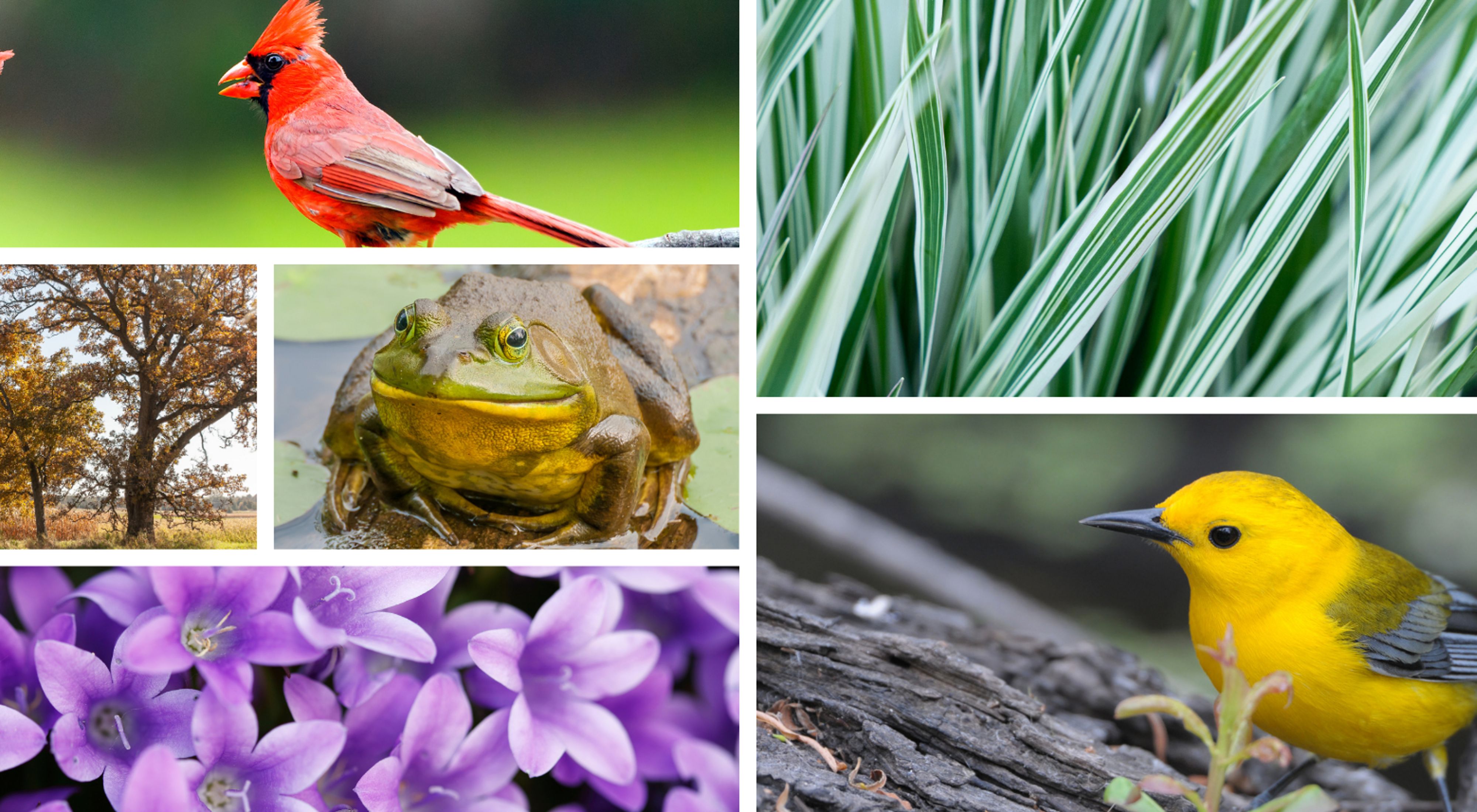 A collage of images including birds, trees, a frog, purple flowers and green grasses.
