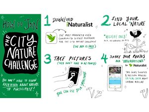 A graphic that explains how to join the City Nature Challenge from your phone.