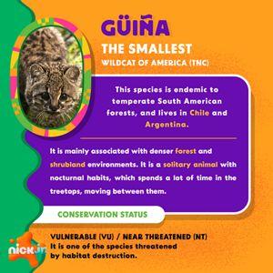 This is the güiña or kodkod.