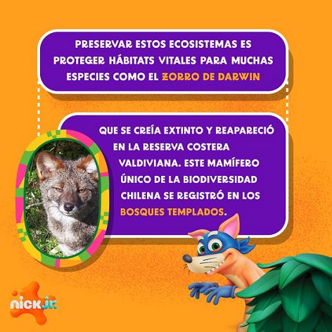 Dora presenta al Zorro de Darwin de la Reserva Costera Valdiviana.