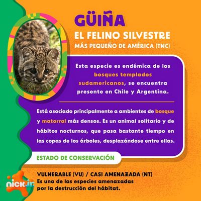 Dora la Exploradora presenta a la Güiña, una de las especies que vive en Argentina.