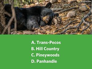 A black bear with a brown snout and paws naps on the ground by the trunk of a tree.