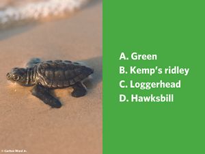 A small brown turtle in the sand