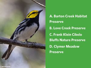 A bird with a yellow head and brown and white feathers.