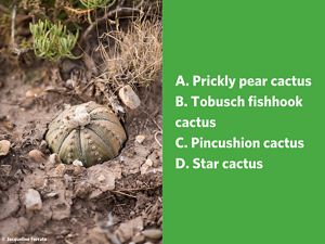 A dome-shaped light green cactus with bumps, ridges, and flowers in the center, tucked in brown earth.