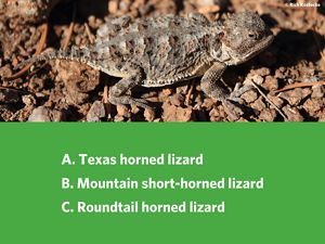 A smal lizard with rough brown and grey scales with spikes.