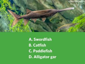 A brown fish with a long, flat snout and a shark-like tail.