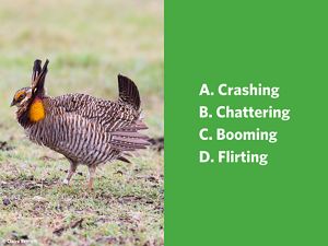 A chicken-like bird with brown and white feathers and a bright orange sac near its head.
