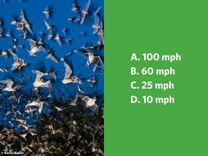 A cluster of small brown bats in flight.