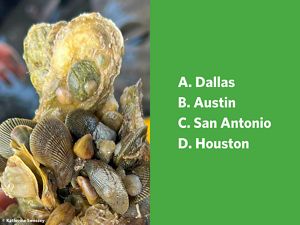 A cluster of oysters, ridged shells, and barnacles.