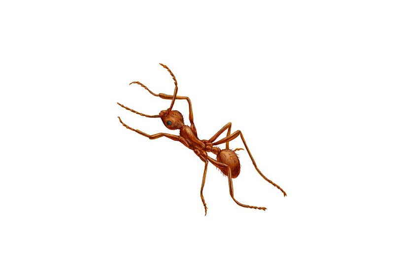 A scientific illustration of a red-brown ant.