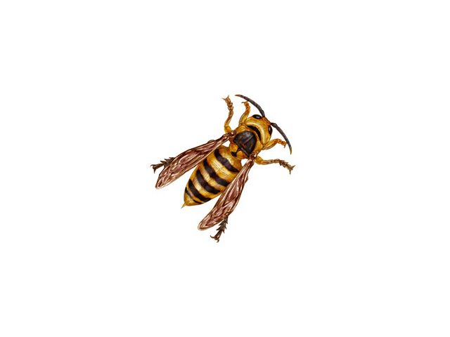 A scientific illustration of a northern giant hornet.