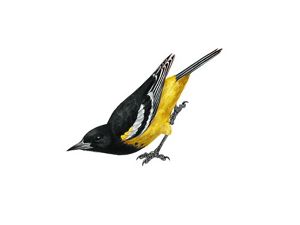 An illustration of a Scott's oriole.