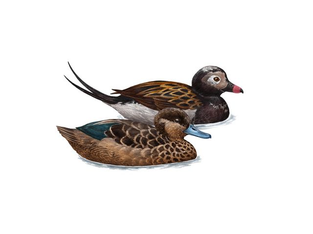 An illustration of two ducks, a long-tailed duck and a blue-billed teal.